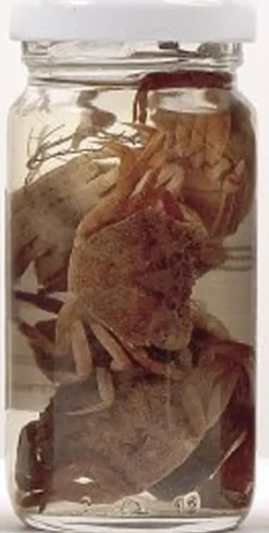 Appât en conserve naturelle Grauvell Crabes