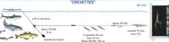 Ligne de Traine Crevettes Flashmer
