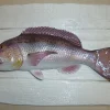 Sculpture Denti sur Cadre