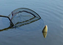 Tête d'Epuisette Browning CK Competition Net
